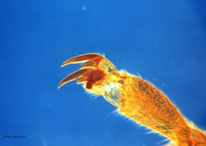 La zampa dell'ape al microscopio