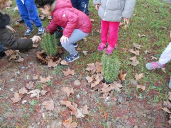 I bambini riempiono di terra i buchi intorno al rosmarino.