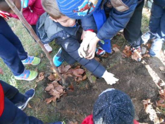 I bambini sotterrano le radici dell'albero.